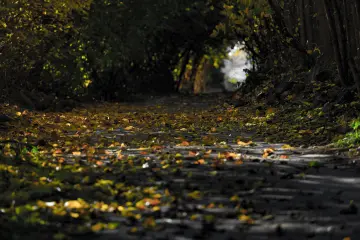 Hevsel Bahçeleri'nde ağaçlar arasında sonbahar yapraklarıyla kaplı doğal yol manzarası