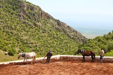 Bölgenin zorlu coğrafi koşulları nedeniyle günümüzde de yaşatılan asırlık ve zorunlu bir gelenektir. Mardin’in Nusaybin ilçesi sınırlarında yer alan Bagok Dağı bölgesindeki 1.200 rakım yükseklikte atlarla çift süren Süryani köylüleri, bu kültürü yaşatmaya devam ediyor.