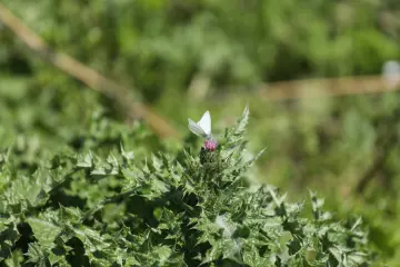 A flower in a wide green field right at the center of the nature.