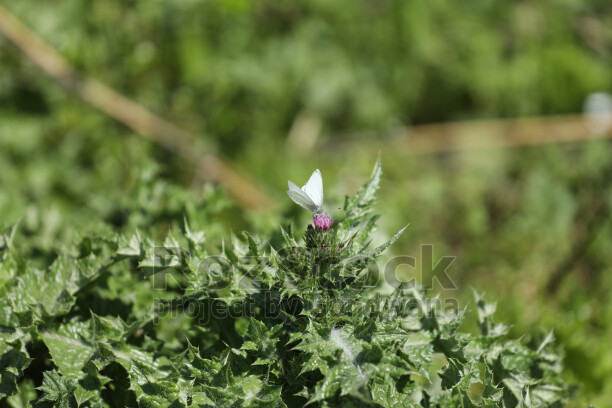 A flower in a wide green field right at the center of the nature.