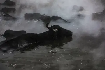 Bitlis Güroymak Budaklı Kaplıcası, buhar içindeki manda ve sıcak termal su
