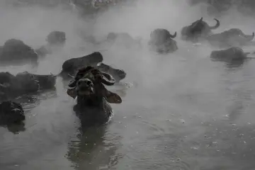 Bitlis Güroymak Budaklı Kaplıcası, buhar içindeki mandalar, sıcak su ve siyah beyaz fotoğraf