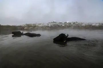 Bitlis Güroymak Budaklı Kaplıcası, sıcak suda mandalar, kar ve buhar