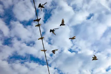 Bulutlu gökyüzünde elektrik teline konan ve uçuşa geçen güvercinler, doğal yaşamın hareketli anlarından birini yansıtıyor.