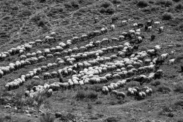 Dersim yaylalarında geniş koyun sürüsü, dağlık arazide geleneksel yaylacılık ve hayvancılık yaşamını yansıtıyor.