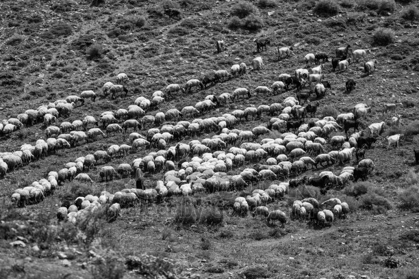 Dersim yaylalarında geniş koyun sürüsü, dağlık arazide geleneksel yaylacılık ve hayvancılık yaşamını yansıtıyor.