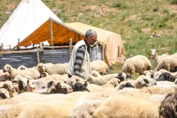 Dersim yaylalarında çoban ve koyun sürüsü, geleneksel hayvancılık ve yayla yaşamını doğal bir ortamda yansıtıyor.