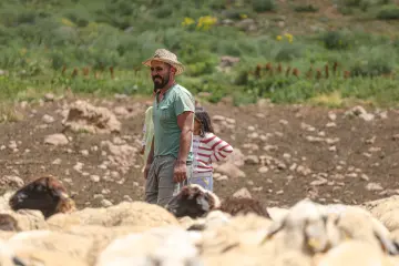 Dersim yaylalarında çoban, çocuk ve koyun sürüsü geleneksel hayvancılık yaşamından doğal bir görünüm sunuyor.