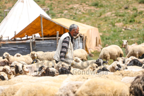 Dersim yaylalarında çoban ve koyun sürüsü, geleneksel hayvancılık ve yayla yaşamını doğal bir ortamda yansıtıyor.