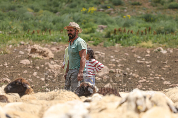 Dersim yaylalarında çoban, çocuk ve koyun sürüsü geleneksel hayvancılık yaşamından doğal bir görünüm sunuyor.