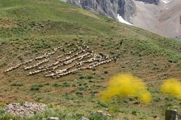 Dersim, yayla, yaylacılık, koyun, koyun sürüsü, büyük sürü, hayvancılık, küçükbaş hayvancılık, çoban, otlatma, mera, otlak, y