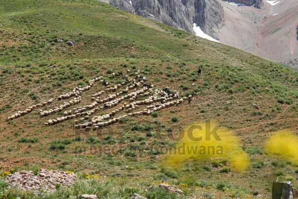 Dersim, yayla, yaylacılık, koyun, koyun sürüsü, büyük sürü, hayvancılık, küçükbaş hayvancılık, çoban, otlatma, mera, otlak, y