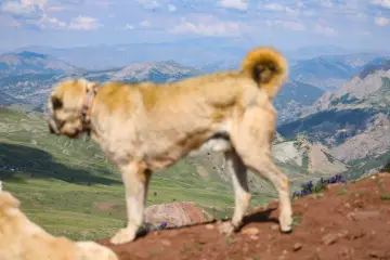 Dersim yaylalarında bir köpek, yüksek dağlar ve yeşil yamaçlar eşliğinde doğal yayla manzarasını tamamlıyor.