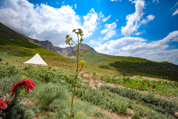 Dersim yaylalarında geleneksel çadır, yeşil dağlar ve doğal bitki örtüsü eşliğinde yayla yaşamını yansıtıyor.