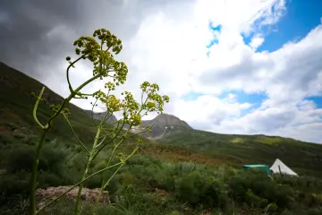 Dersim yaylalarında sarı çiçekli yabani bitki, yeşil dağlar ve yayla çadırıyla doğal bir manzara oluşturuyor.
