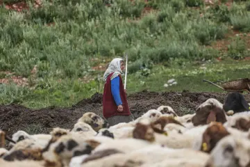 Dersim yaylalarında kadın çoban, koyun sürüsü ve geleneksel hayvancılık yaşamından doğal bir kesit sunuyor.