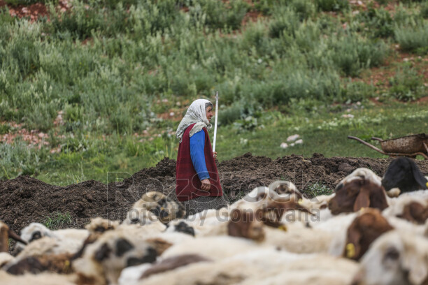 Dersim yaylalarında kadın çoban, koyun sürüsü ve geleneksel hayvancılık yaşamından doğal bir kesit sunuyor.