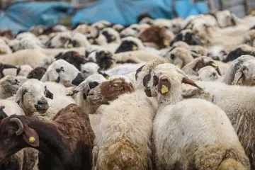 Dersim yaylalarında kalabalık koyun sürüsü, geleneksel hayvancılık ve yaylacılık yaşamından doğal bir görünüm sunuyor.