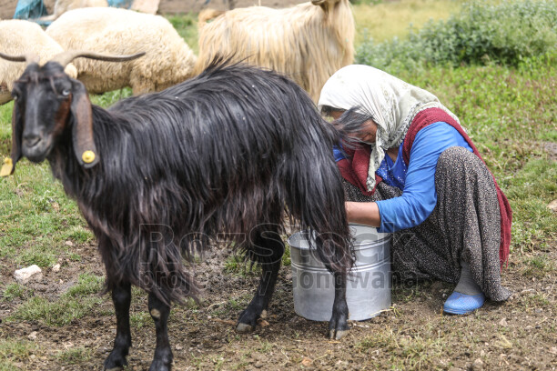 Dersim yaylalarında keçi sağımı yapan kadın, geleneksel hayvancılık ve yayla yaşamından doğal bir görünüm sunuyor.