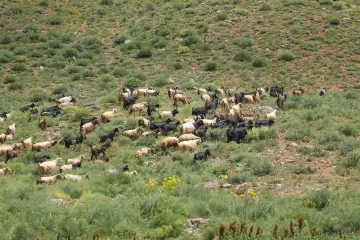 Dersim yaylalarında keçi sürüsü, doğal mera ve yeşil bitki örtüsü eşliğinde geleneksel hayvancılık yaşamını yansıtıyor.
