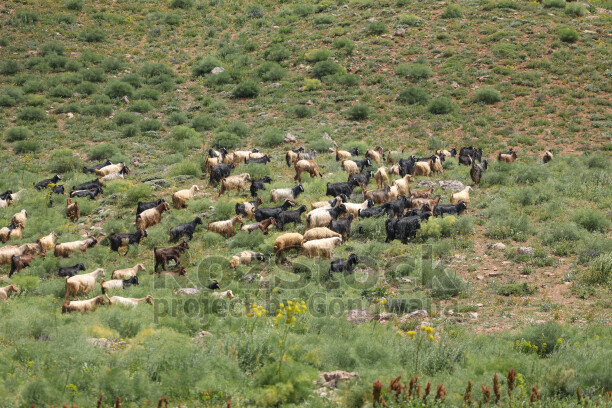 Dersim yaylalarında keçi sürüsü, doğal mera ve yeşil bitki örtüsü eşliğinde geleneksel hayvancılık yaşamını yansıtıyor.