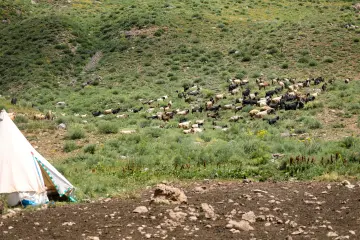 Dersim yaylalarında keçi sürüsü ve geleneksel çadır, doğal mera ve yaylacılık yaşamını yansıtıyor.