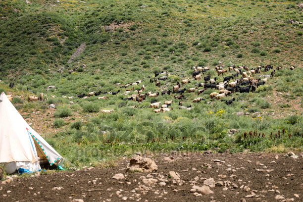 Dersim yaylalarında keçi sürüsü ve geleneksel çadır, doğal mera ve yaylacılık yaşamını yansıtıyor.