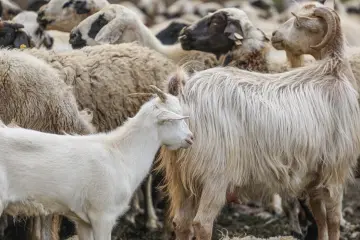 Dersim yaylalarında keçi ve koyunlardan oluşan sürü, geleneksel küçükbaş hayvancılık ve yayla yaşamını yansıtıyor.