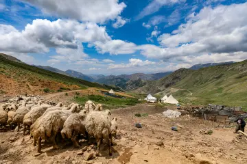 Dersim yaylalarında koyun sürüsü, geleneksel çadırlar ve yüksek dağlar eşliğinde yaylacılık yaşamı görülüyor.