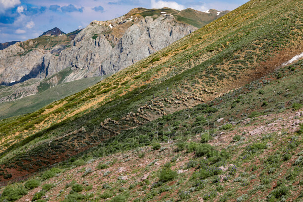 Dersim yaylalarında koyun sürüsü, sarp dağlar ve yeşil yamaçlar eşliğinde geleneksel yaylacılık yaşamını yansıtıyor.
