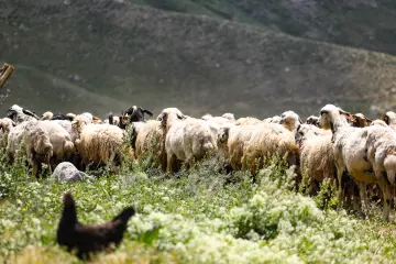 Dersim yaylalarında koyun sürüsü, yeşil bitki örtüsü ve dağ manzarası eşliğinde geleneksel hayvancılığı yansıtıyor.