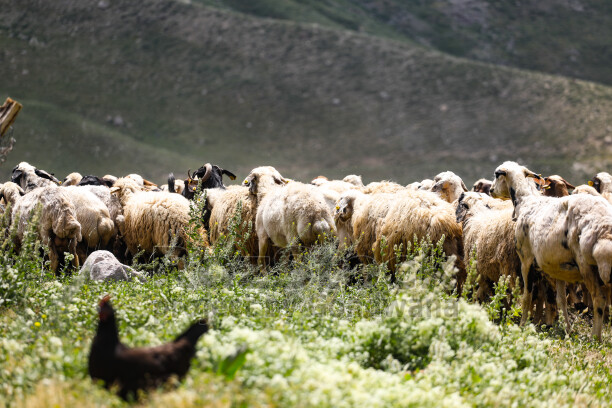 Dersim yaylalarında koyun sürüsü, yeşil bitki örtüsü ve dağ manzarası eşliğinde geleneksel hayvancılığı yansıtıyor.
