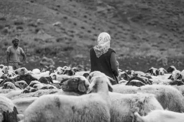 Dersim yaylalarında koyun sürüsü ve hayvan yetiştiricileri, dağlık arazide geleneksel hayvancılık yaşamını yansıtıyor.