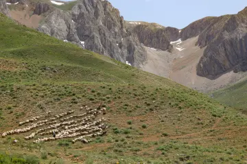 Dersim yaylalarında koyun sürüsü, sarp kayalık dağlar ve yeşil yamaçlar eşliğinde doğal yayla manzarası sunuyor.