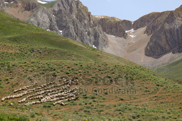 Dersim yaylalarında koyun sürüsü, sarp kayalık dağlar ve yeşil yamaçlar eşliğinde doğal yayla manzarası sunuyor.