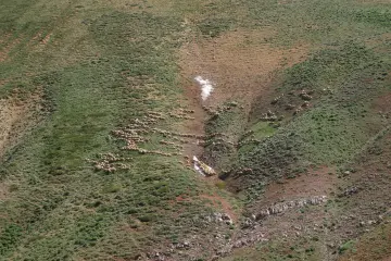 Dersim yaylalarında geniş koyun sürüsü, yeşil yamaçlarda ilerleyerek geleneksel hayvancılık ve yayla yaşamını yansıtıyor.