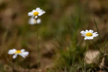 Dersim yaylalarında açan beyaz papatyalar, doğal bitki örtüsü içinde güzel ve huzurlu bir görünüm sunuyor.