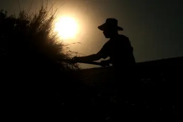 Dersim’de geleneksel olarak devam eden hasat döneminde mahsulü sap ve samanından ayırmak için köylülerin imece usulüyle bir araya geldiği, emeğin ve dayanışmanın yaşatıldığı köklü bir tarım kültüdür. Buğday sapını tırmık ile toplandıktan sonra dirgen ile  buğday sapını patoza veriyor.