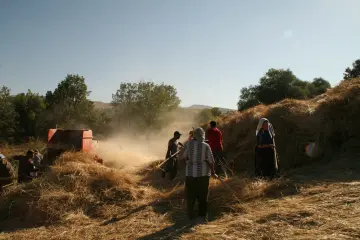 Dersim’de geleneksel olarak devam eden hasat döneminde mahsulü sap ve samanından ayırmak için köylülerin imece usulüyle bir araya geldiği, emeğin ve dayanışmanın yaşatıldığı köklü bir tarım kültüdür. Buğday sapını tırmık ile toplandıktan sonra dirgen ile  buğday sapını patoza veriyor.