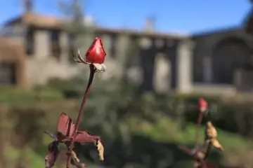 Diyarbakır’ın Sur ilçesi, yüzyıllar boyunca farklı inanç ve kültürlerin bir arada barış içinde yaşadığı, kadim Mezopotamya coğrafyasının en önemli merkezlerdendir. Kentin siyah bazalt taşlarıyla örülü dar sokaklarında; Ermeni, Süryani ve Keldani cemaatlerine ait çok sayıda eşsiz ibadethane yer alır.