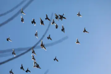 Mavi gökyüzünde uçan kuşlar, kuş sürüsü, özgürlük, doğa, yaban hayatı ve kuşların uçuşu