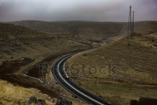 Dogs and cats for the news.