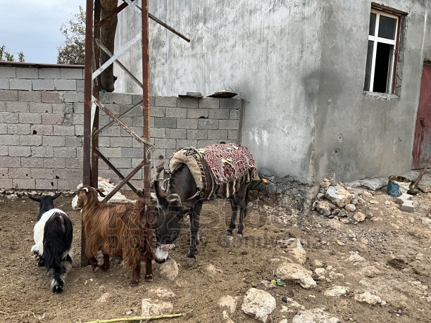 Diyarbakır Eğil, eşek, keçi, hayvancılık, kırsal yaşam, köy hayatı