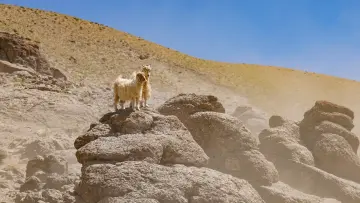 Gever yaylalarında kayalıklar üzerinde duran keçiler ve Doğu Anadolu'nun doğal dağ manzarası.