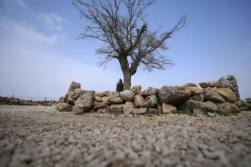 Göbeklitepe yakınındaki yaşlı ağaç ve taş duvarın doğal peyzaj içindeki görünümü.