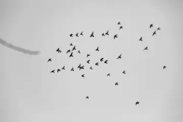 Gökyüzünde uçan kuş sürüsü, özgürlük, kuş siluetleri, siyah beyaz doğa fotoğrafı