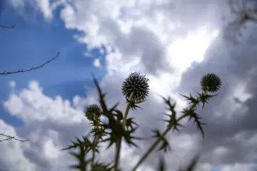 Dramatik bulutlar ve güneş ışıkları altında siluet oluşturan devedikeni bitkilerinin etkileyici doğa fotoğrafı.