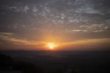 Gün batımında uçan kuş sürüsü, turuncu gökyüzü ve yoğun bulutlarla oluşan etkileyici doğa manzarası.