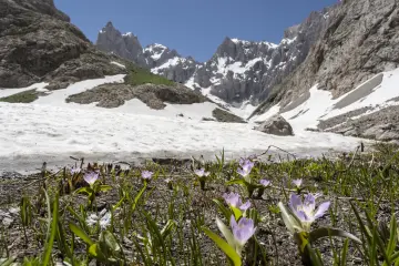 Hakkâri Cilo Dağları'nda karla kaplı vadi, sarp zirveler ve karların arasında açan mor dağ çiçekleri.