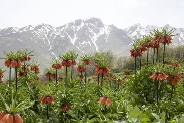 Hakkâri Cilo Dağları'nda kırmızı ters laleler, yemyeşil bitki örtüsü ve karla kaplı yüksek dağlar.